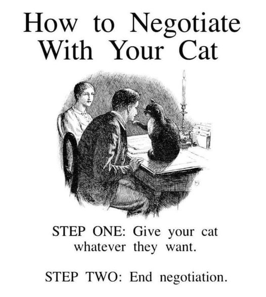 Cat negotiate.jpg