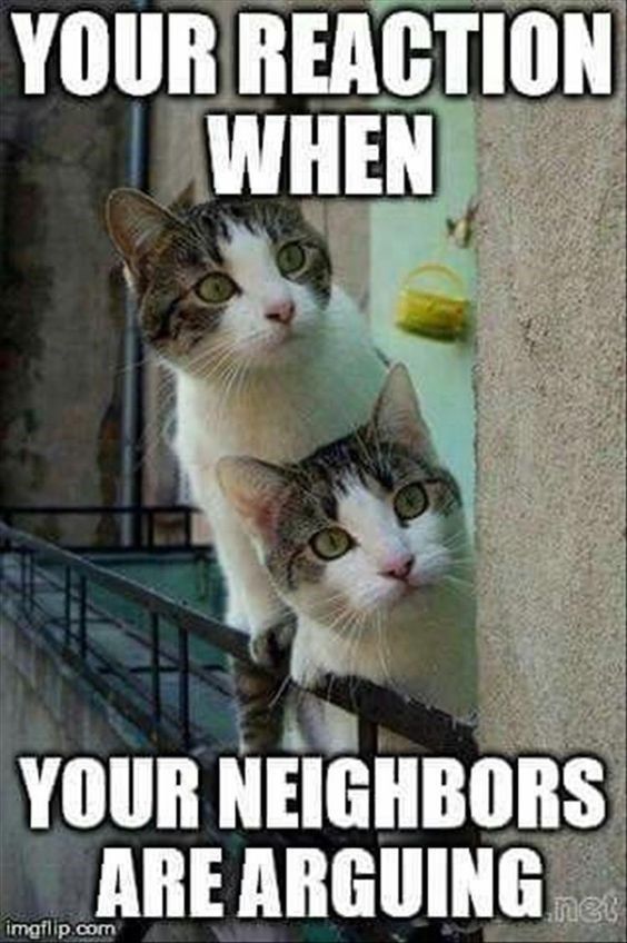 Cat neighbors.jpg