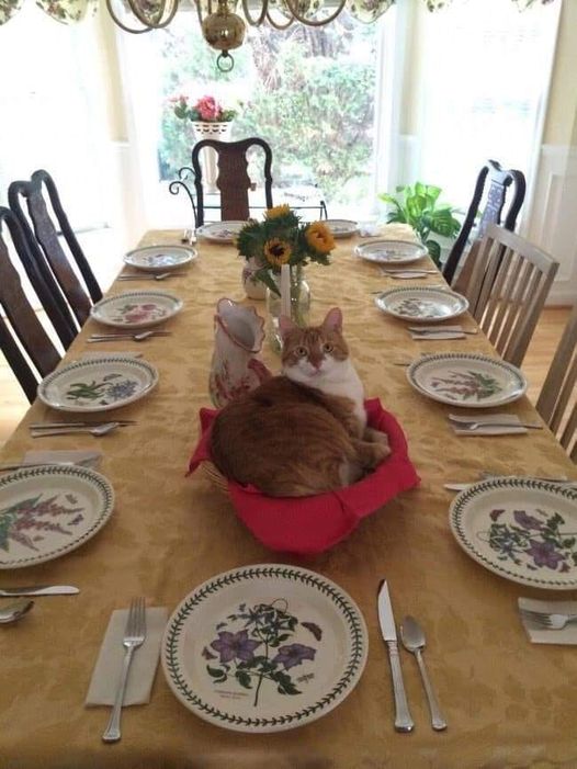Cat on dinner table.jpg