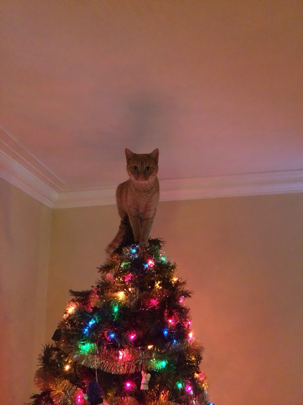 cat on top of tree.jpg