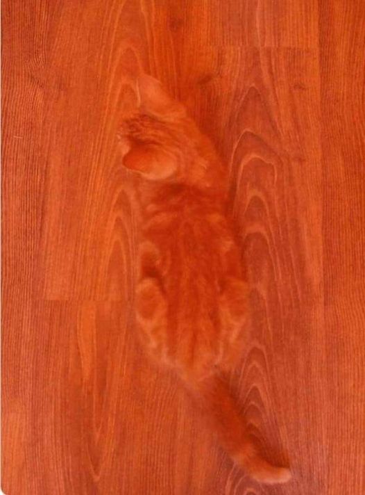 Cat on wood.jpg