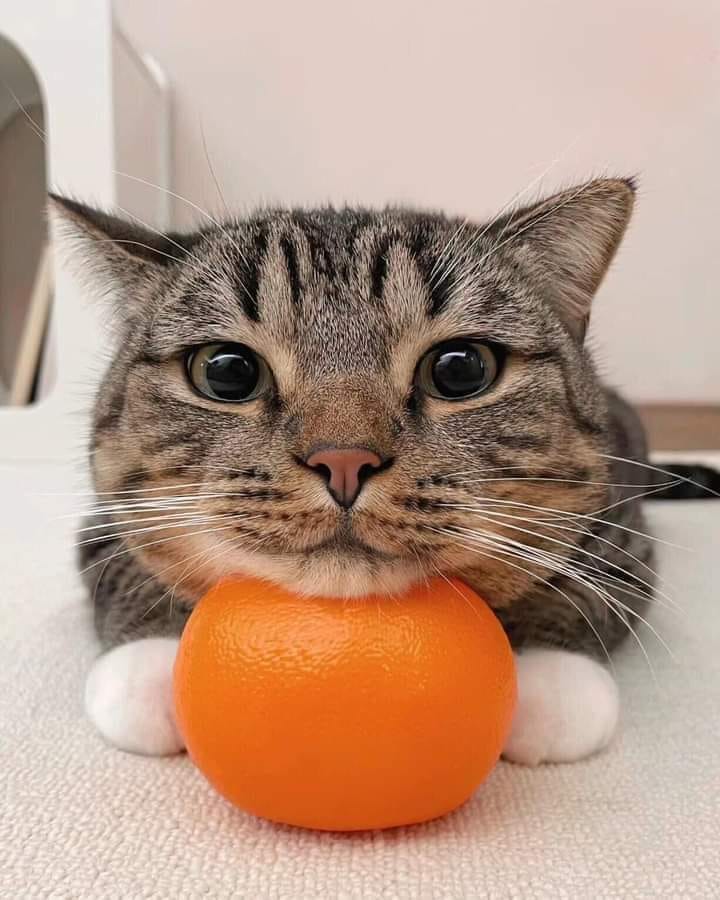Cat orange.jpg