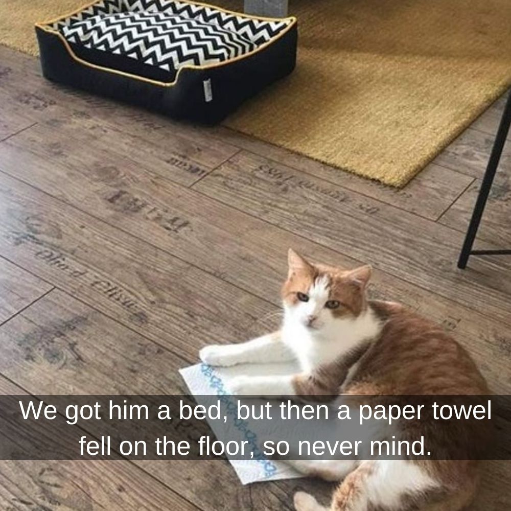 cat paper towel.jpg