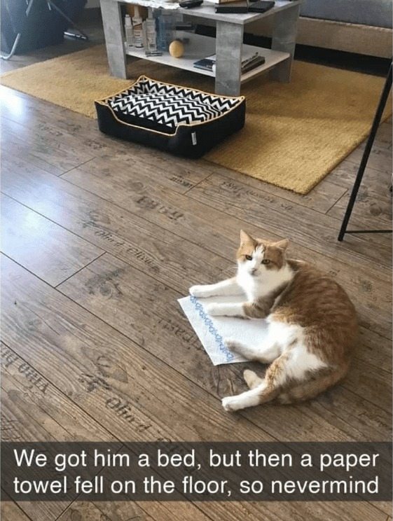 Cat paper towel.jpg