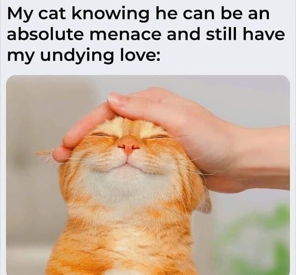 Cat pat.jpg