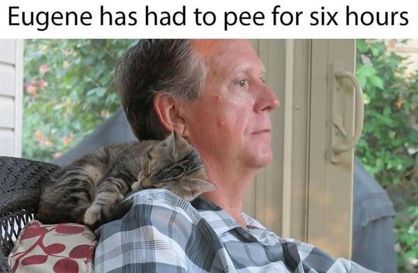 Cat pee.jpg