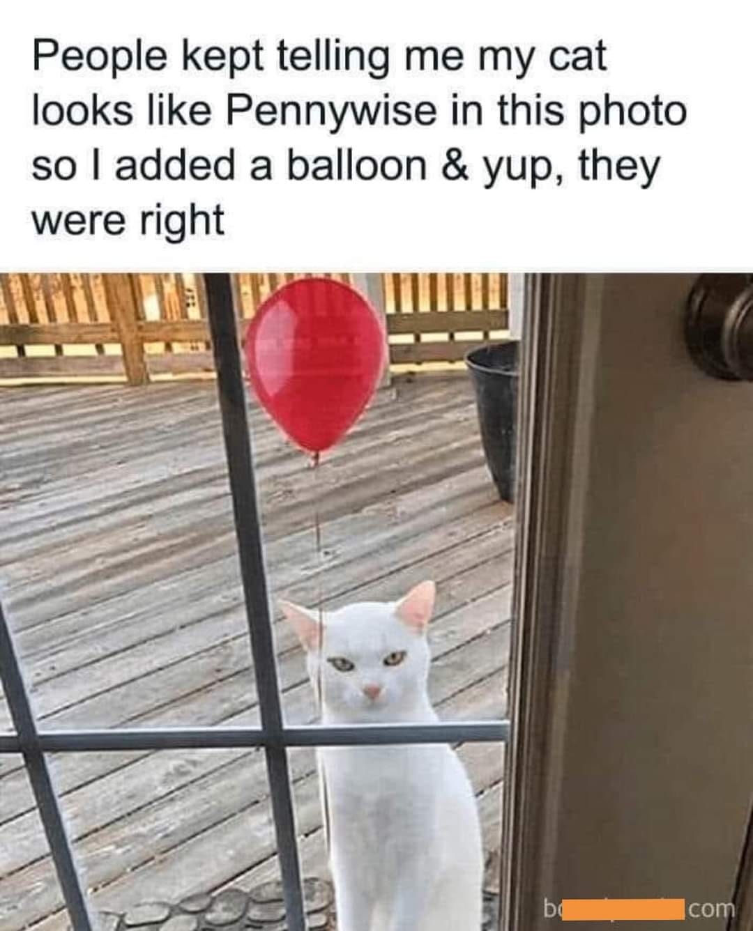 Cat pennywise.jpg