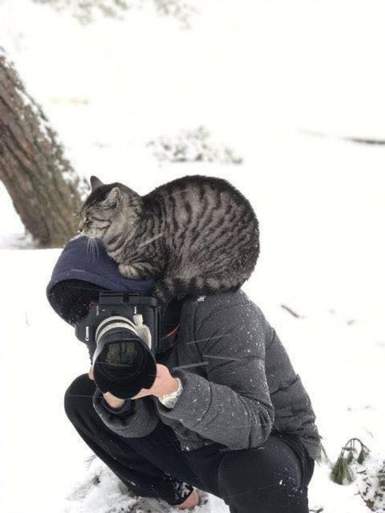 Cat photographer.jpg