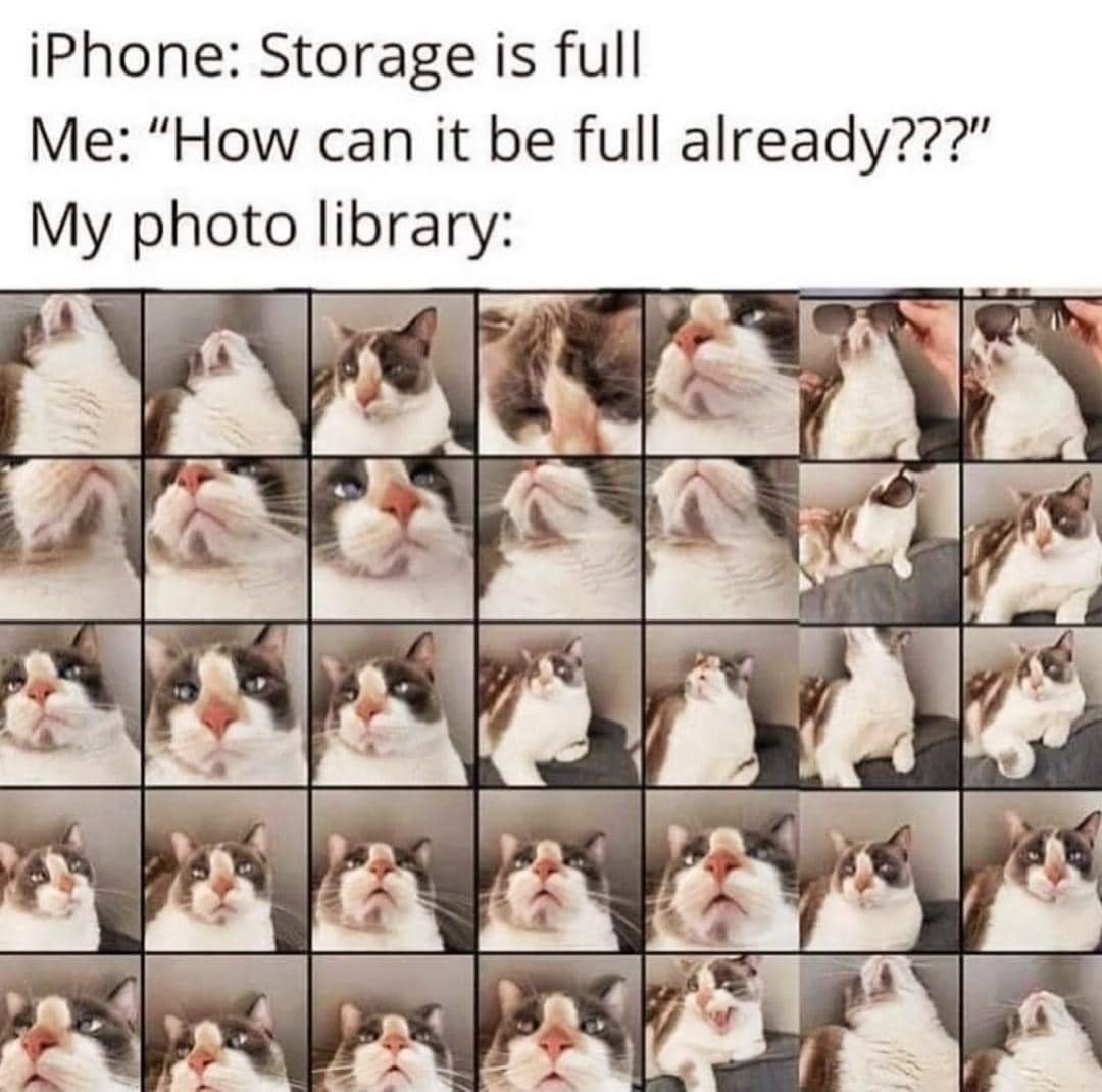 Cat photos.jpg