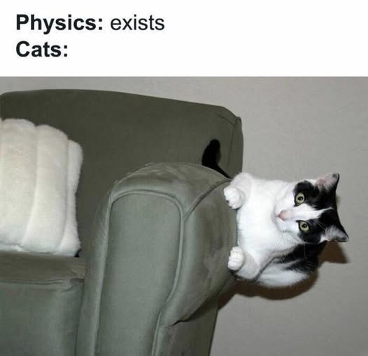 Cat physics.jpg