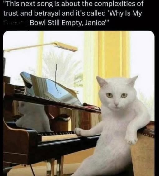 Cat piano.jpg