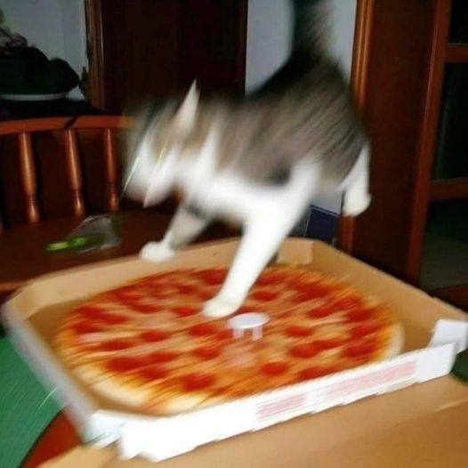 Cat pizza.jpg