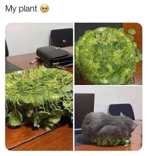 Cat plant.jpg