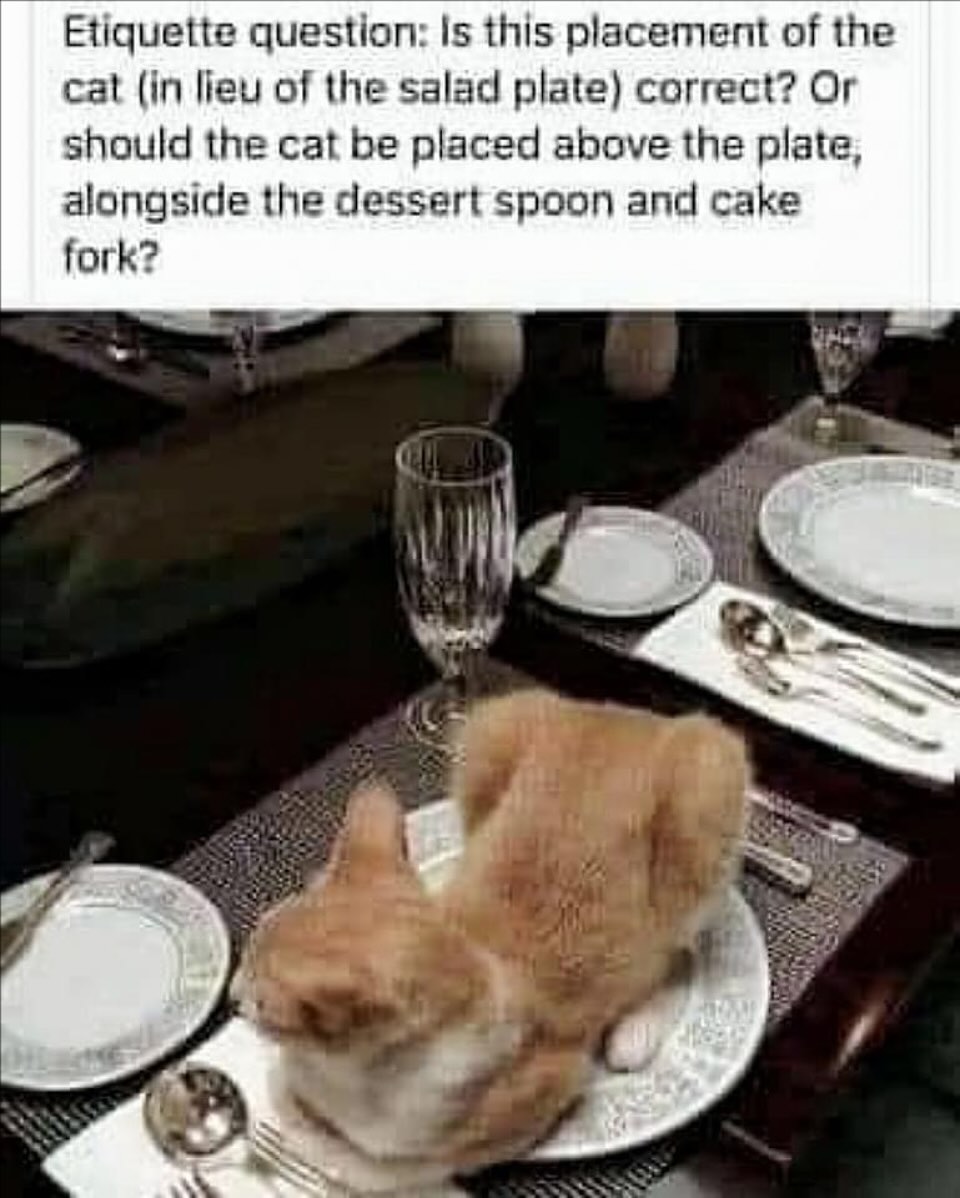 Cat plate.jpg