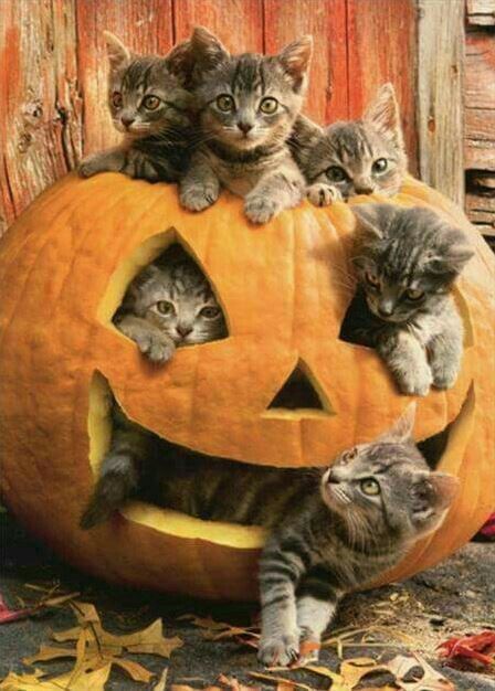 Cat pumpkin kittens.jpg