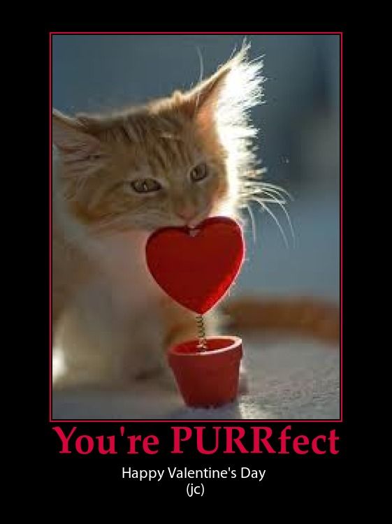 cat purrfect.jpg