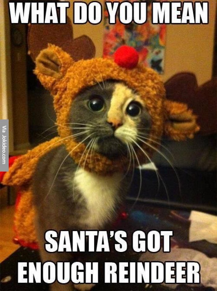 Cat reindeer.jpeg