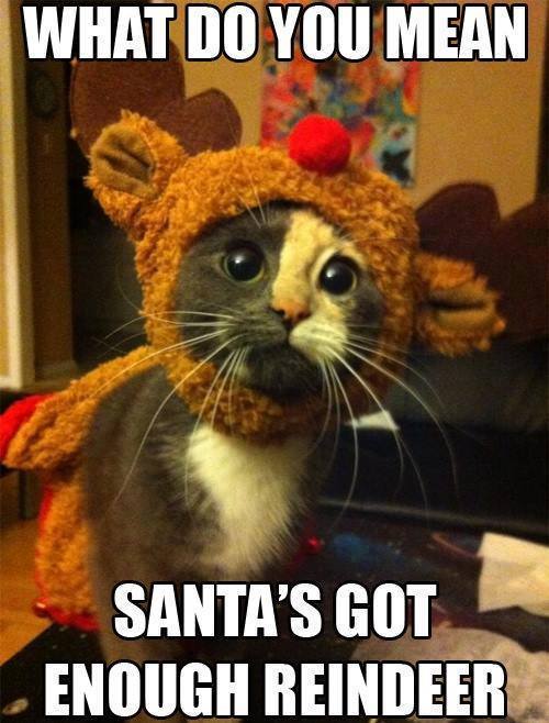 cat reindeer.jpg