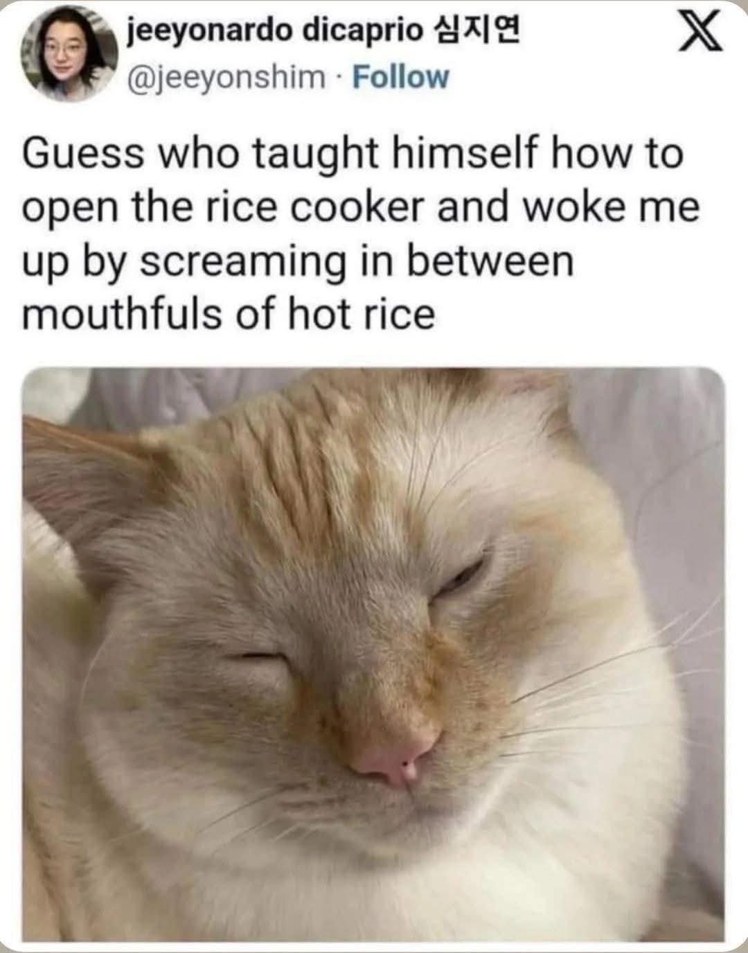 Cat rice.jpg