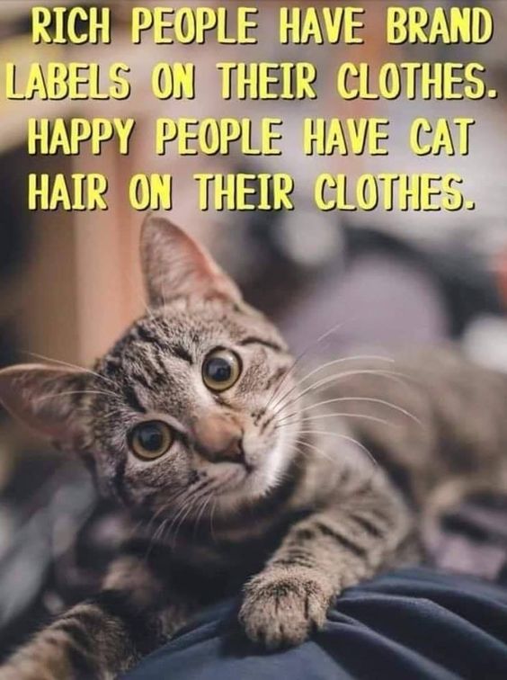 cat rich people.jpg