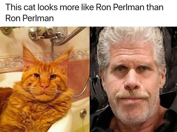 Cat Ron.jpg