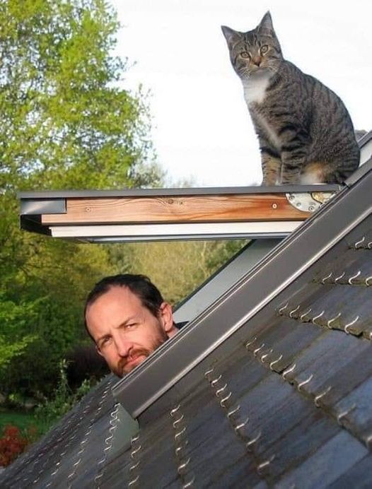 Cat roof.jpg