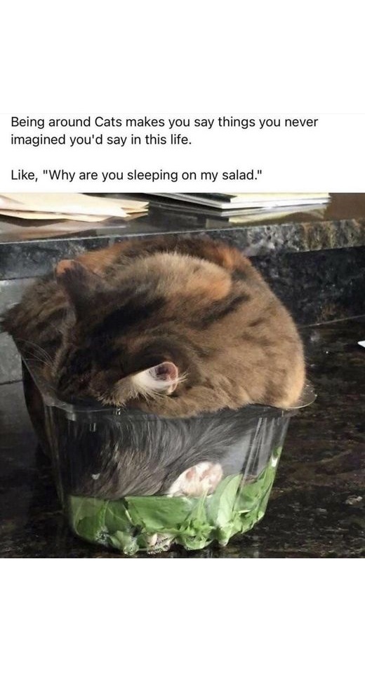 Cat salad.jpg