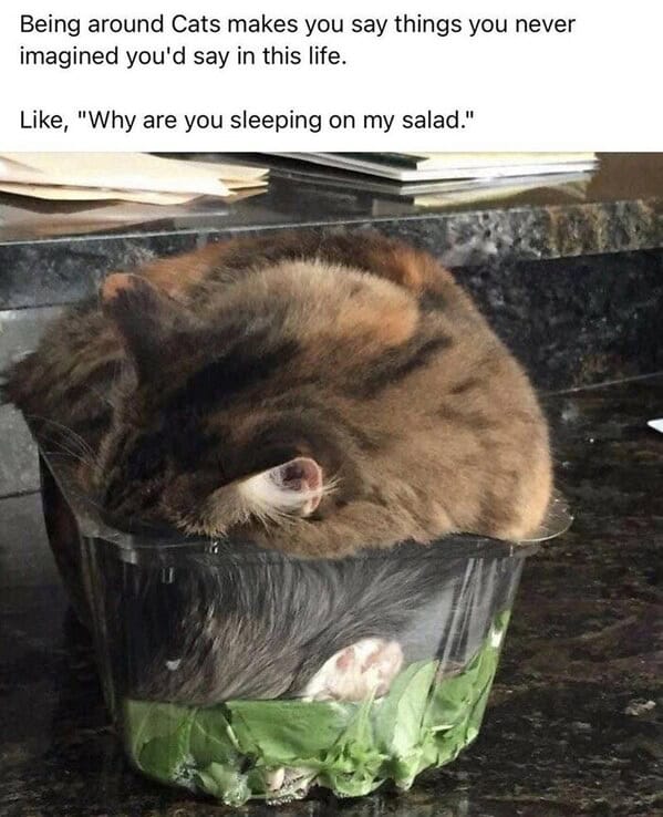 Cat salad.jpg