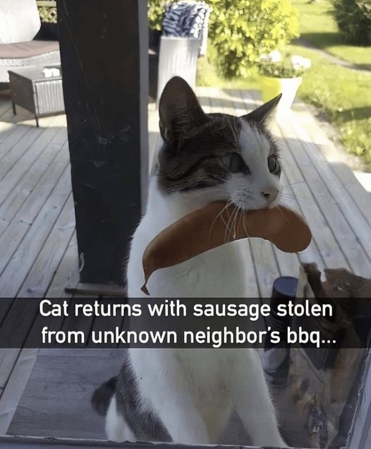 Cat sausage.jpg