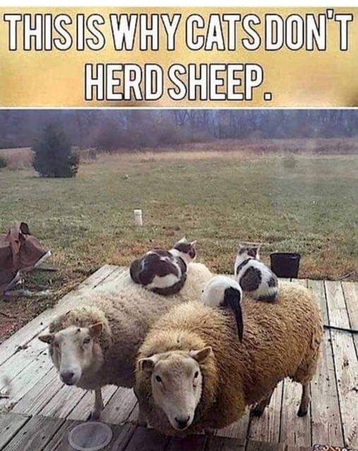 Cat sheep.jpg