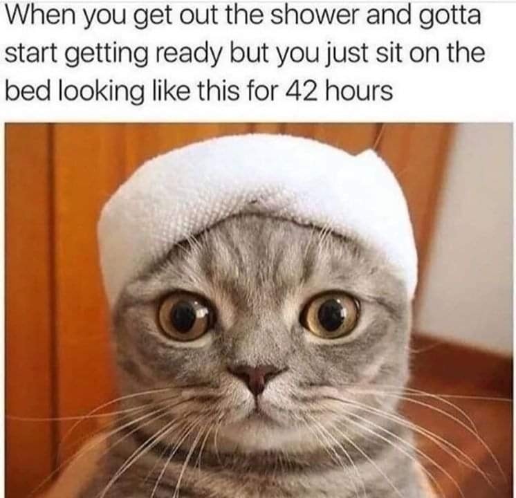 Cat shower.jpg