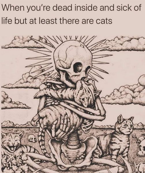 Cat skeleton.jpg