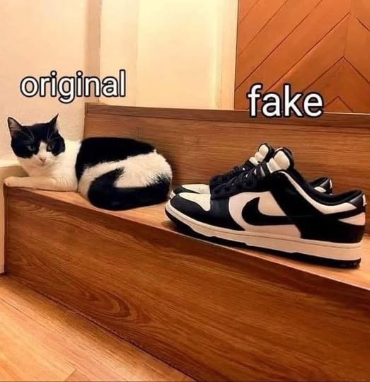 Cat sneakers.jpg