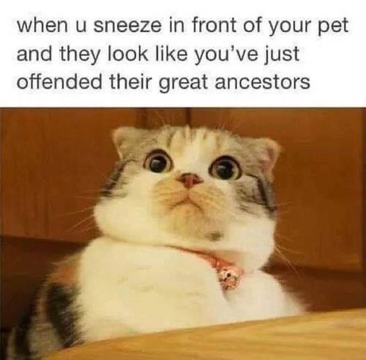 Cat sneeze.jpg