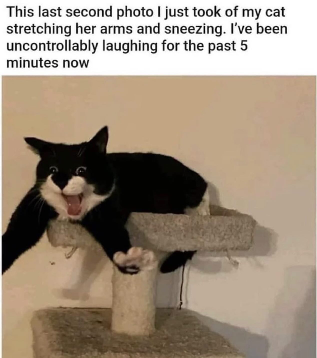 Cat sneezing.jpg