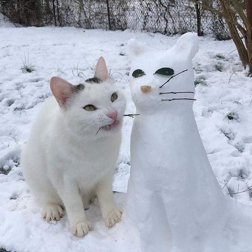 Cat snowcat.jpg