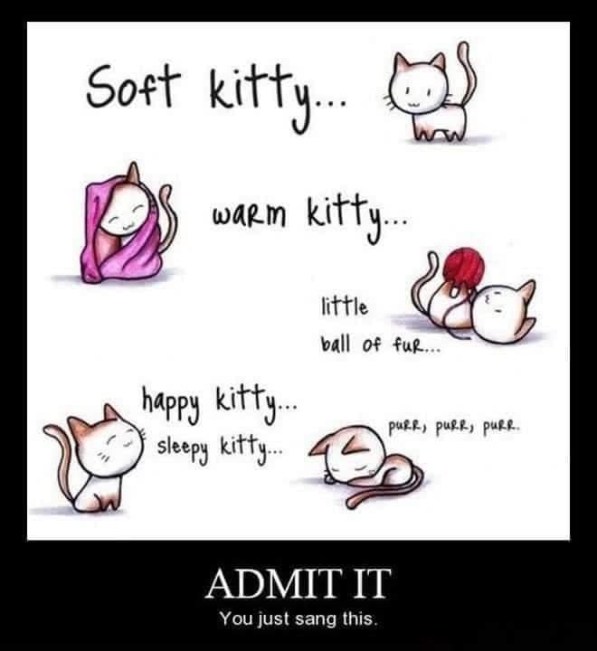 Cat soft kitty.jpg