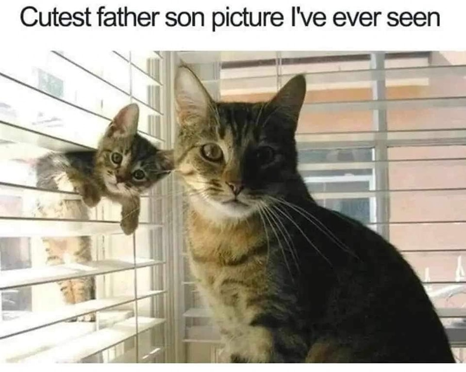 Cat son.jpg