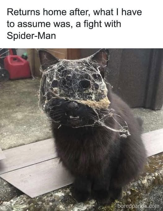 Cat spiderman.jpg