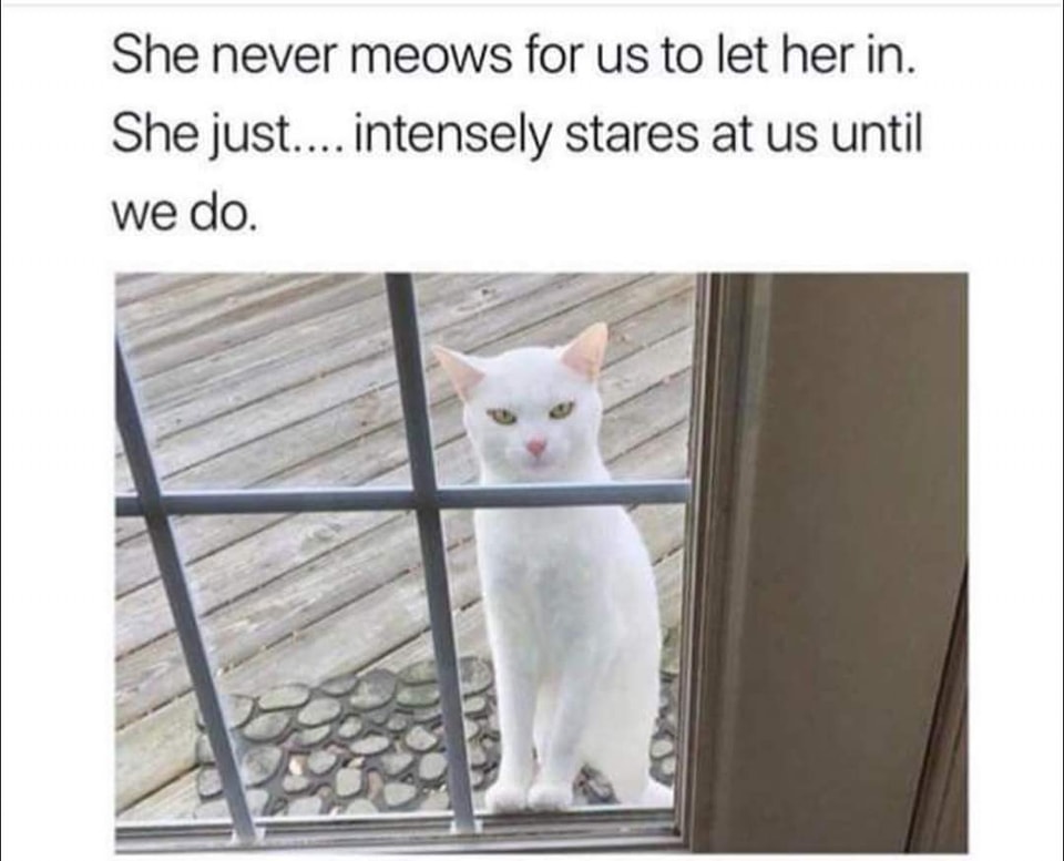 cat stare.jpg