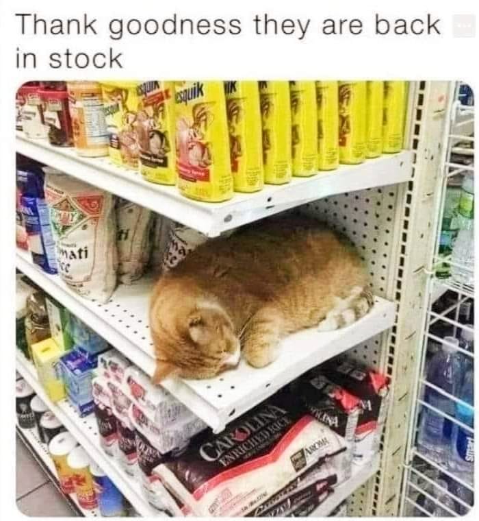 Cat store shelf.jpg