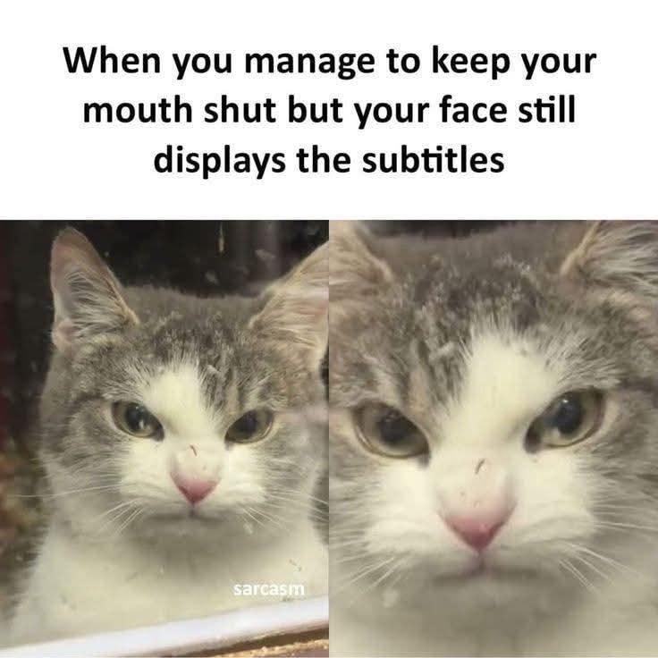 Cat subtitles.jpg