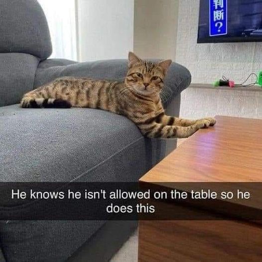 Cat table.jpg