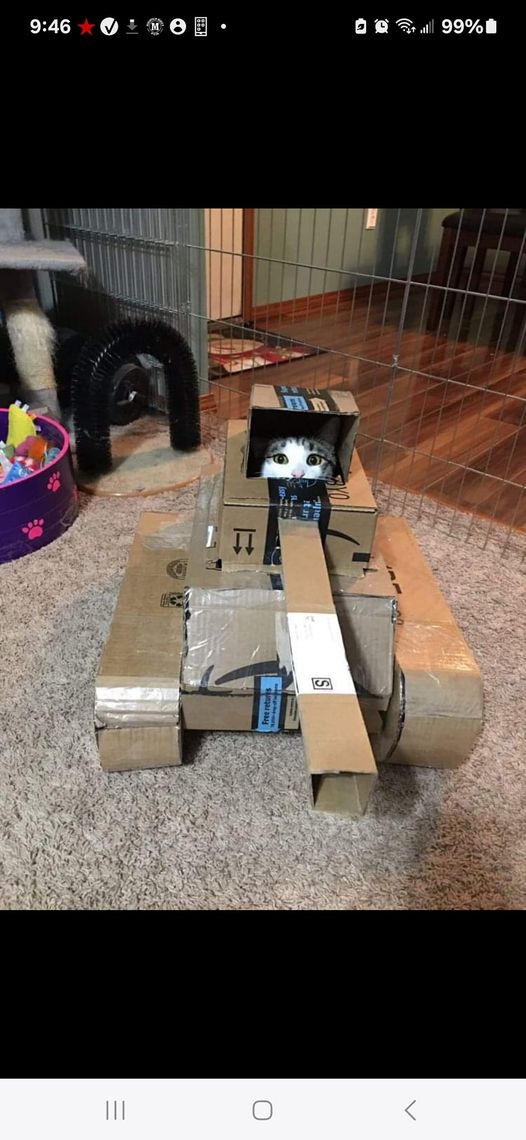 Cat tank.jpg