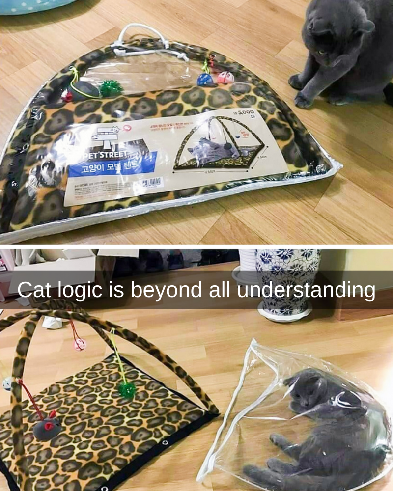 cat tent.png