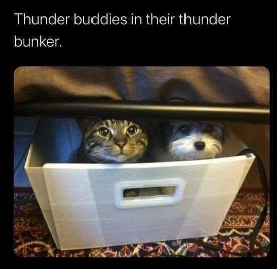 Cat thunder.jpg