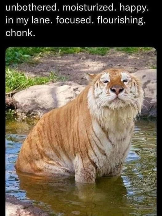 Cat tiger.jpg