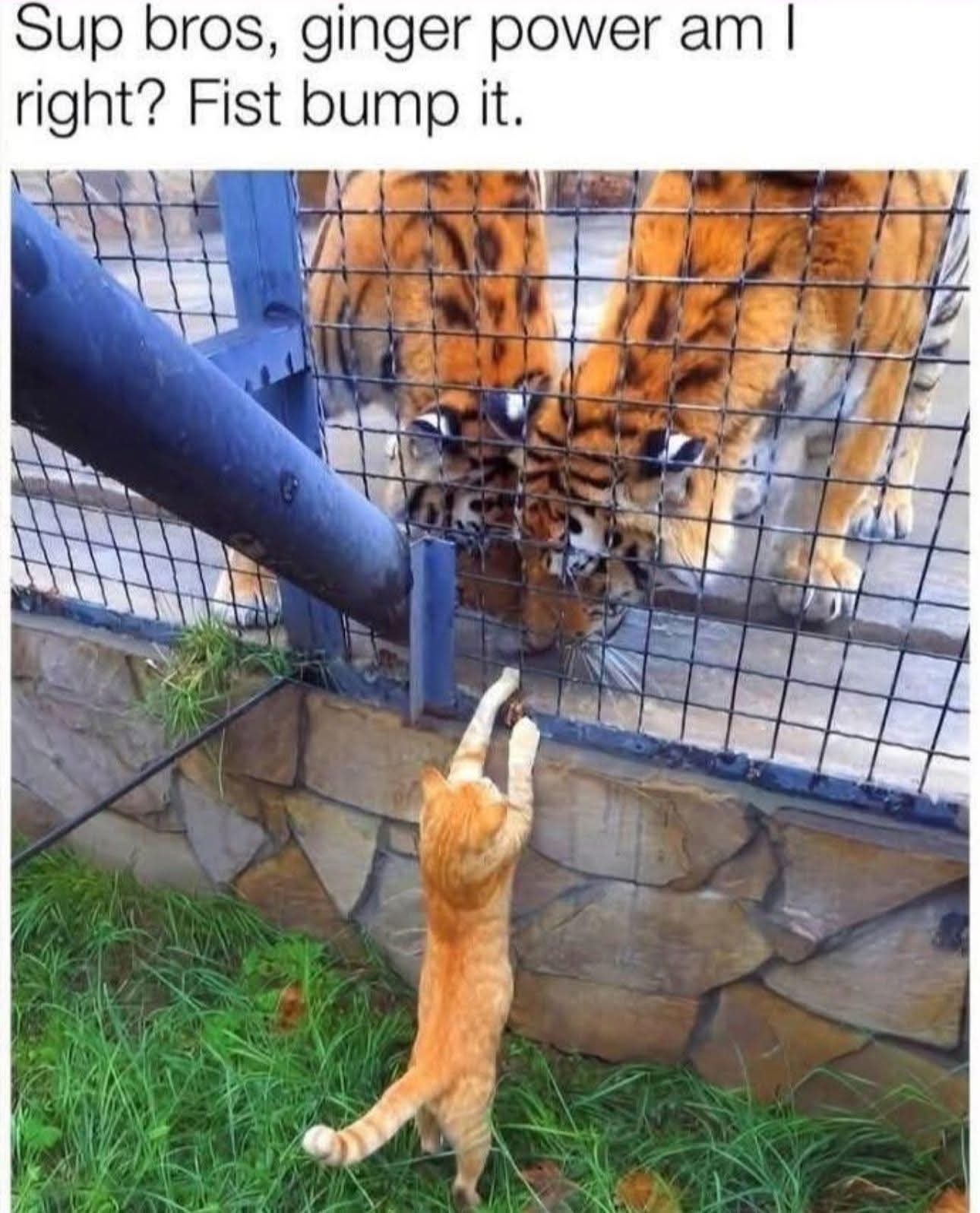 Cat tigers.jpg