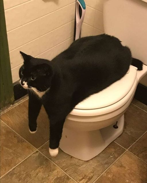 Cat toilet.jpg