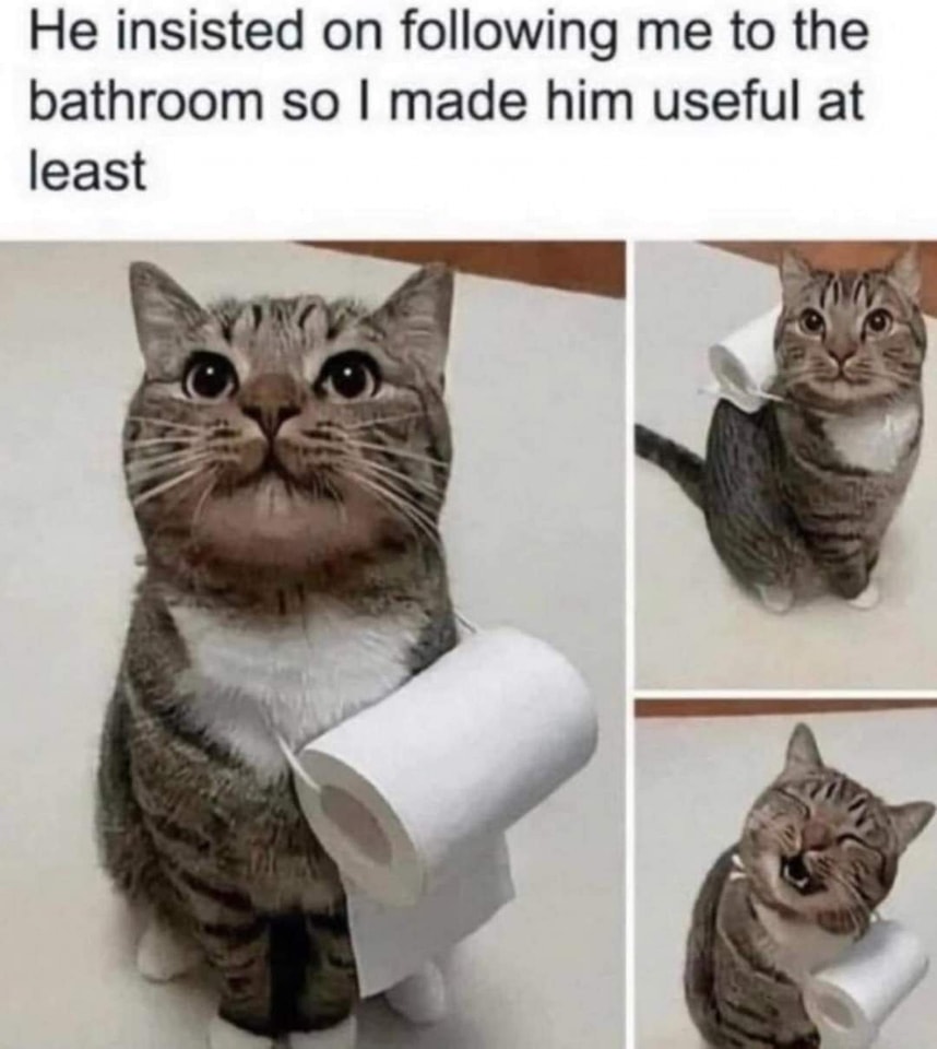 Cat TP.jpg